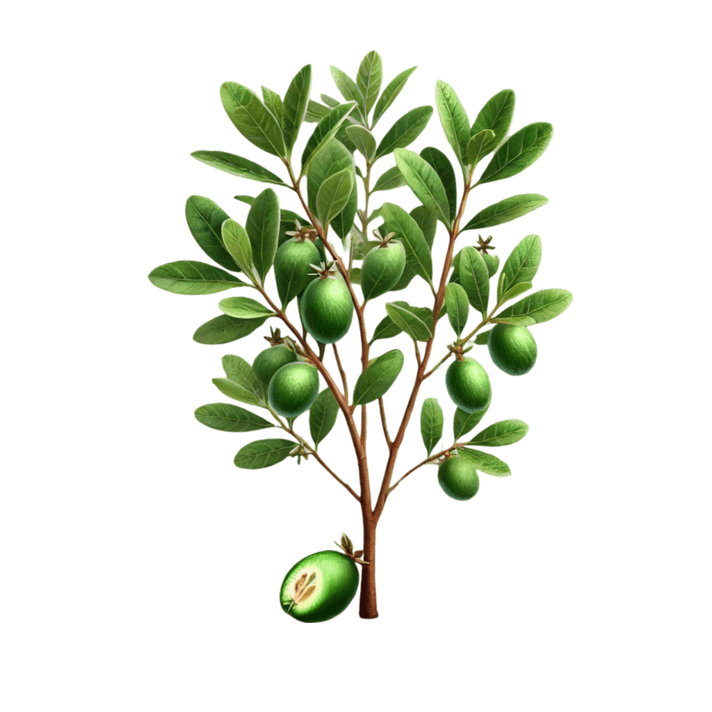 Feijoa Plant